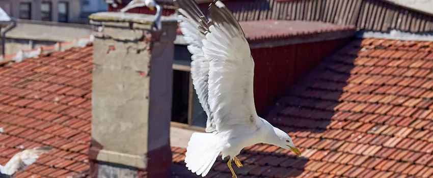 Residential Chimney Animal Removal Solution in Allen, TX