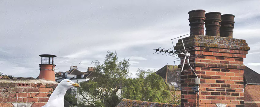 Chimney Cleaning And Restoration in Allen, Texas